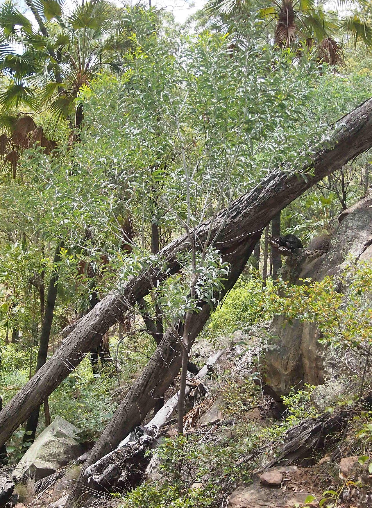 Acacia cretata: Acacia cretata