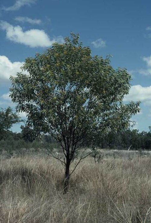 Acacia cretata: Acacia cretata