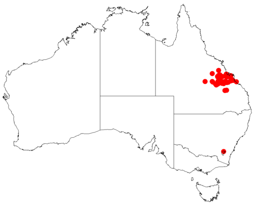 Acacia cretata: Acacia cretata occurrence data from Australasian Virtual Herbarium downloaded from https://doi.org/10.26197/5c06138894b on December 8 2018
