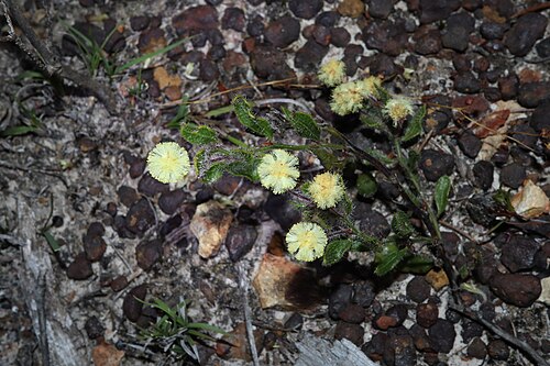 Acacia crispula: Acacia crispula near Mary Road, on the way to Bremer Bay