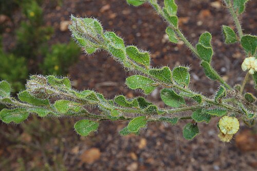 Acacia crispula: Acacia crispula at Cape Riche