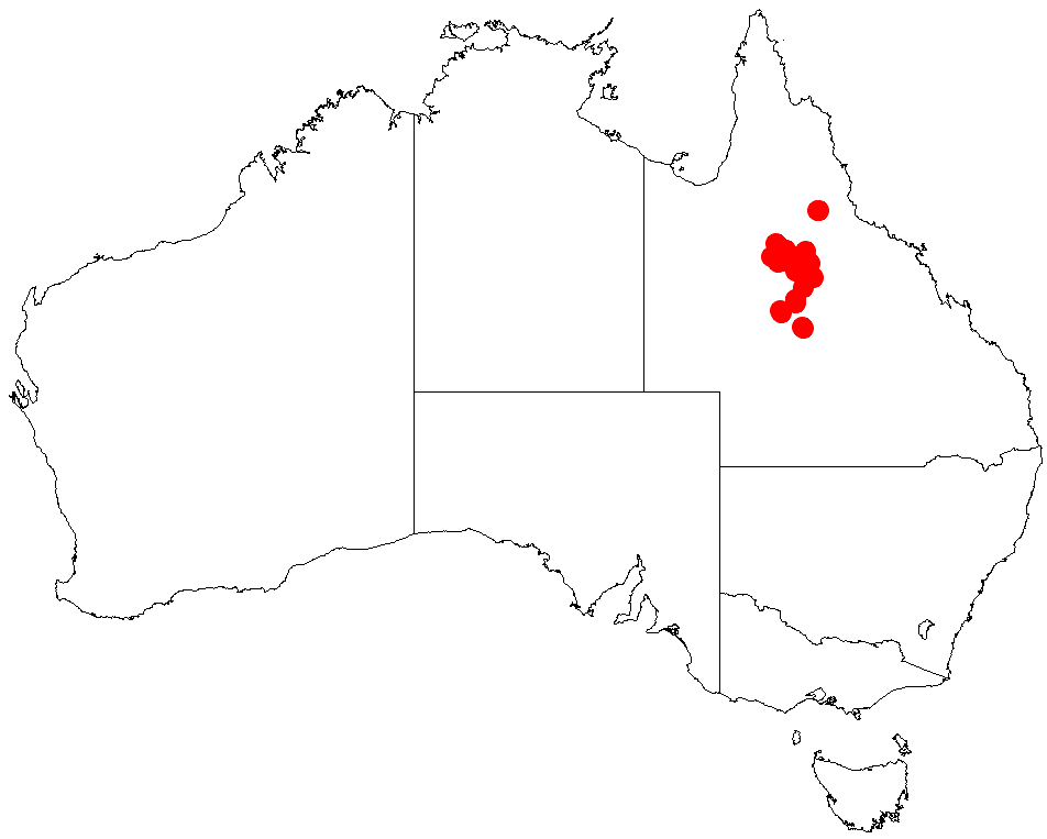 Acacia crombiei: Acacia crombiei occurrence data from Australasian Virtual Herbarium downloaded from https://doi.org/10.26197/5c06138894b on December 8 2018