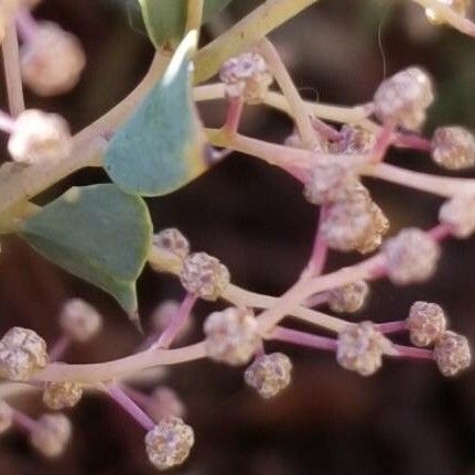 Knife acacia (Acacia cultriformis)
