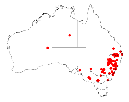 Knife acacia: Acacia cultriformis occurrence data from Australasian Virtual Herbarium downloaded from https://doi.org/10.26197/5c06138894b on December 8 2018