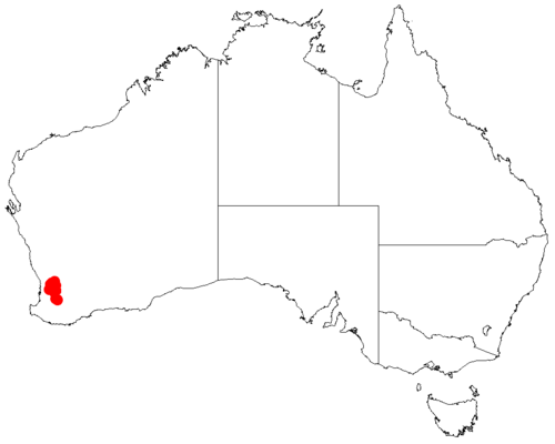 Acacia cuneifolia: Acacia cuneifolia occurrence data from Australasian Virtual Herbarium downloaded from https://doi.org/10.26197/5c06138894b on December 8 2018