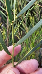 Acacia cupularis (Acacia cupularis)