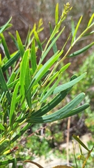 Acacia cupularis (Acacia cupularis)