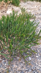 Acacia cupularis (Acacia cupularis)