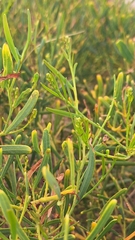 Acacia cupularis (Acacia cupularis)