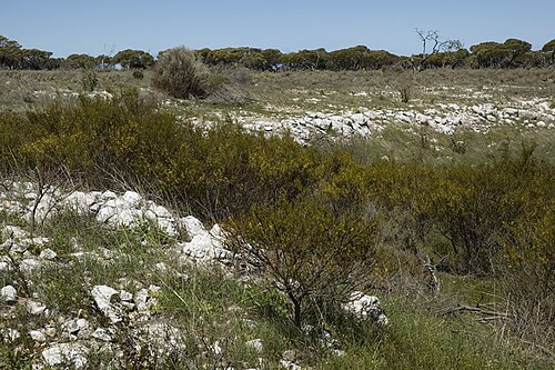 Acacia cupularis: Acacia cupularis 8 km south of Koonalda Homestead along road to Eyre Highway, South Australia
