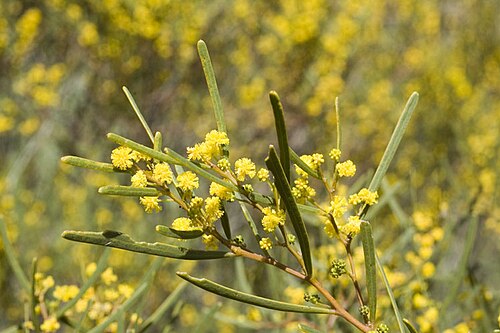 Acacia cupularis: Acacia cupularis 8 km south of Koonalda Homestead along road to Eyre Highway, SA