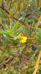 Acacia cupularis (Acacia cupularis)