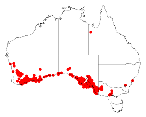 Acacia cupularis: Acacia cupularis occurrence data from Australasian Virtual Herbarium downloaded from https://doi.org/10.26197/5c06138894b on December 8 2018
