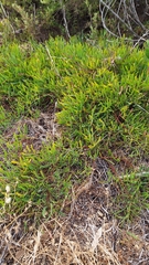 Acacia cupularis (Acacia cupularis)