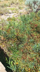 Acacia cupularis (Acacia cupularis)