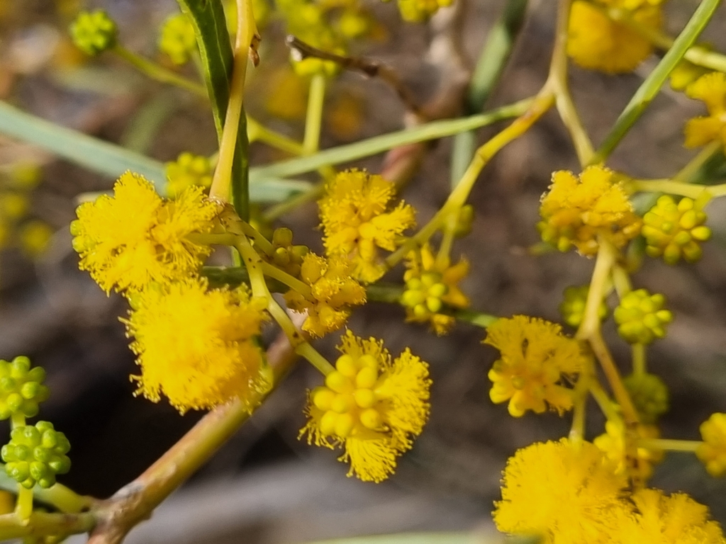 Acacia cupularis (Acacia cupularis)