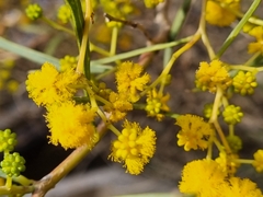 Acacia cupularis (Acacia cupularis)