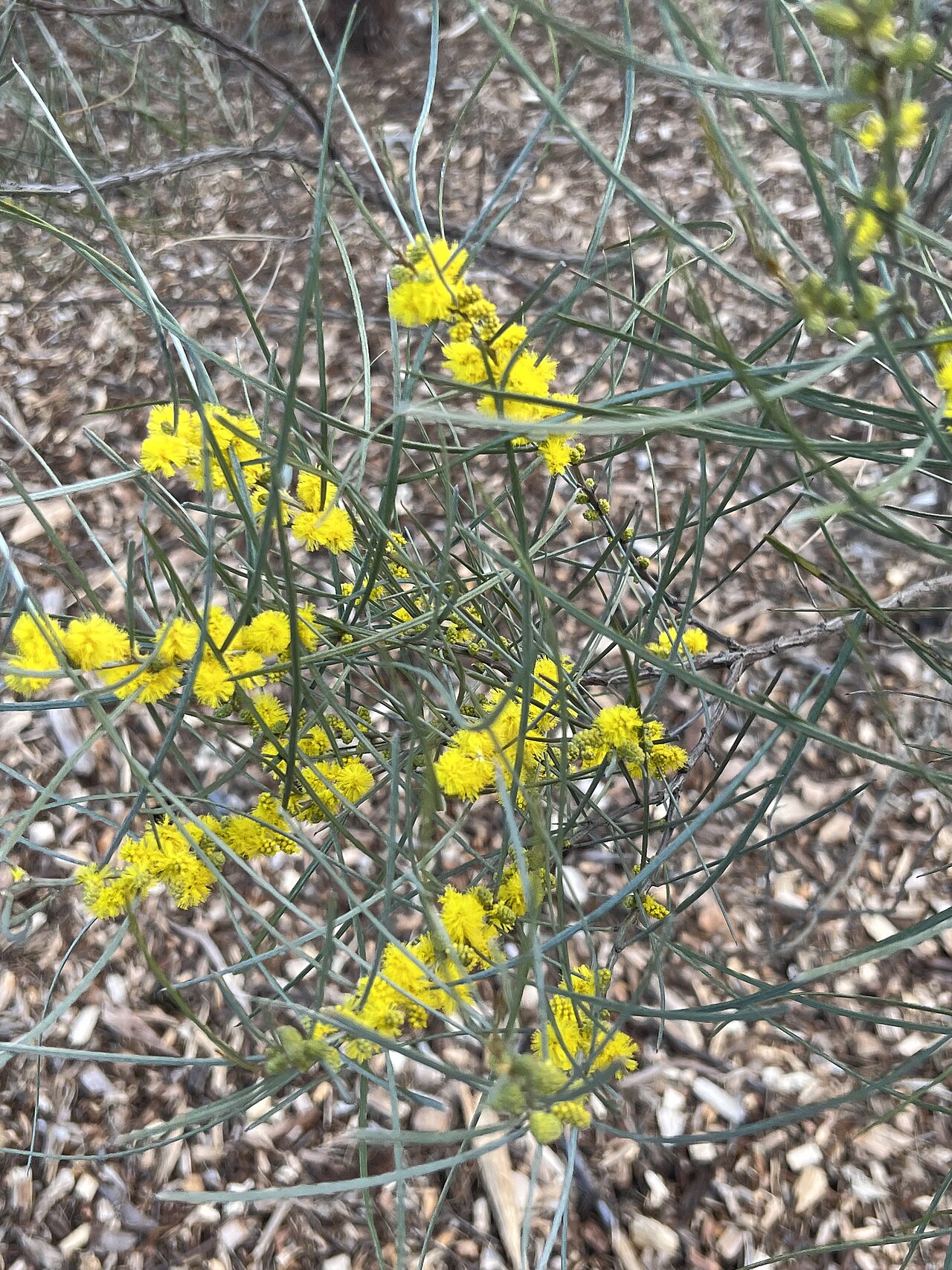 Acacia curranii: Acacia curranii growing the Australian Botanic Garden