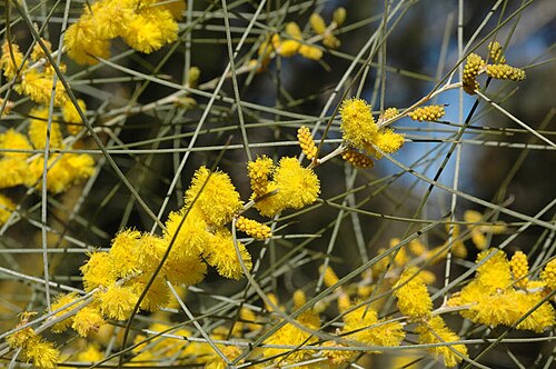 Acacia curranii: Acacia curranii in the Australian National Botanic Gardens