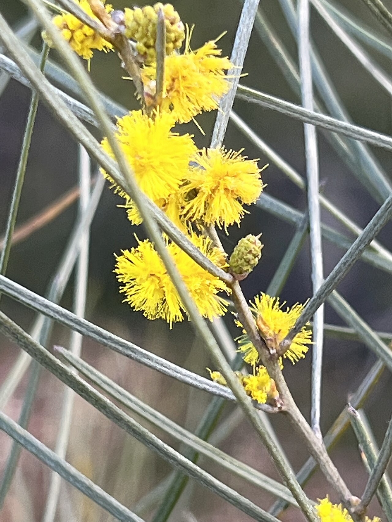 Acacia curranii: Acacia curranii growing the Australian Botanic Garden