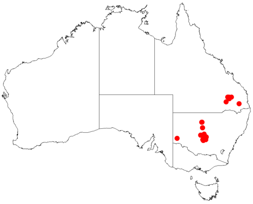Acacia curranii: Acacia curranii occurrence data from Australasian Virtual Herbarium downloaded from https://doi.org/10.26197/5c06138894b on December 8 2018