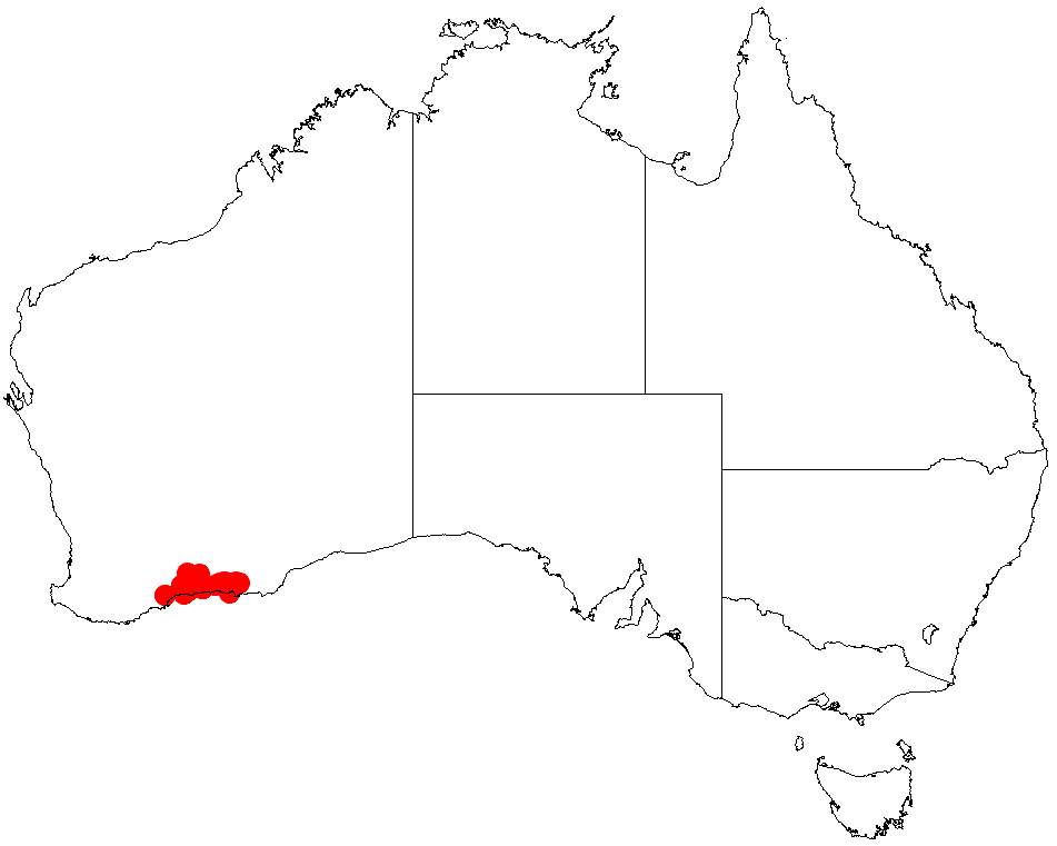 Acacia curvata: Acacia curvata occurrence data from Australasian Virtual Herbarium downloaded from https://doi.org/10.26197/5c06138894b on December 8 2018