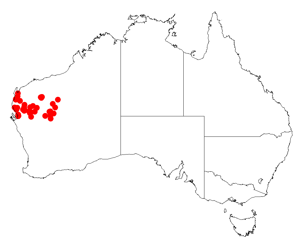 Acacia cuspidifolia: Acacia cuspidifolia occurrence data from Australasian Virtual Herbarium downloaded from https://doi.org/10.26197/5c06138894b on December 8 2018