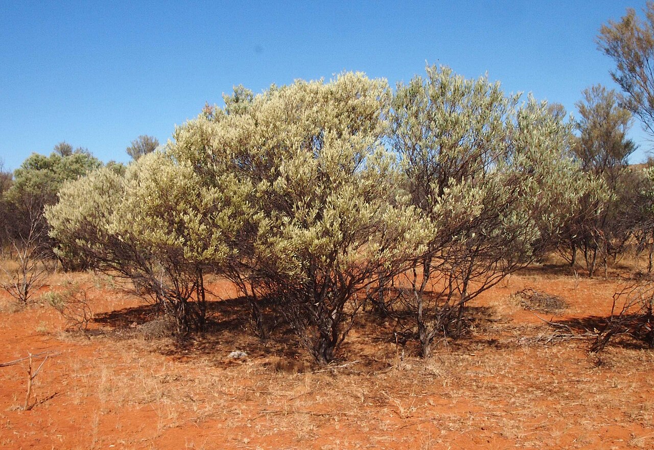 Acacia cuthbertsonii: Acacia cuthbertsonii