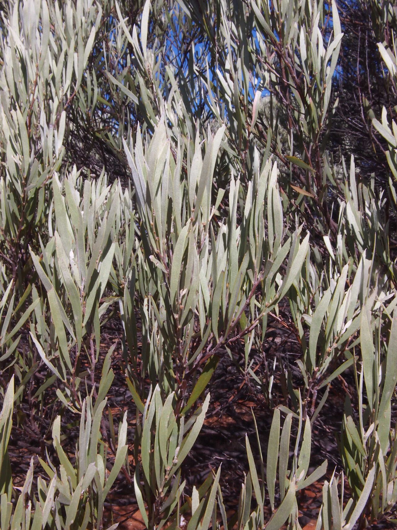 Acacia cuthbertsonii: Acacia cuthbertsonii foliage