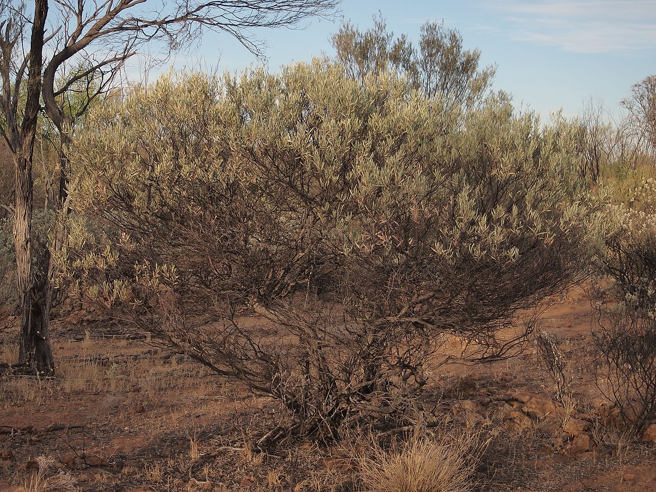 Acacia cuthbertsonii: Acacia cuthbertsonii