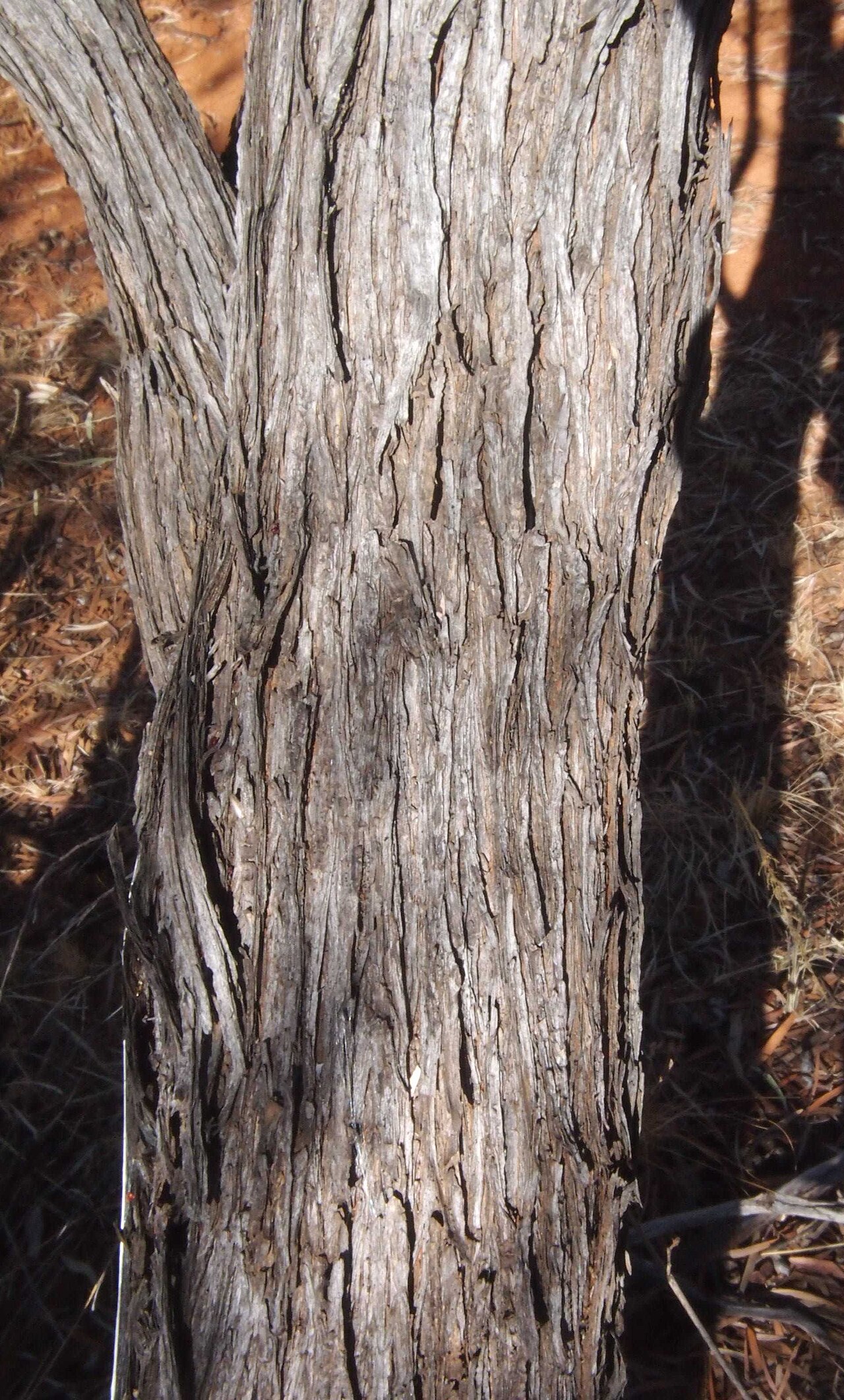 Acacia cuthbertsonii: Acacia cuthbertsonii bark