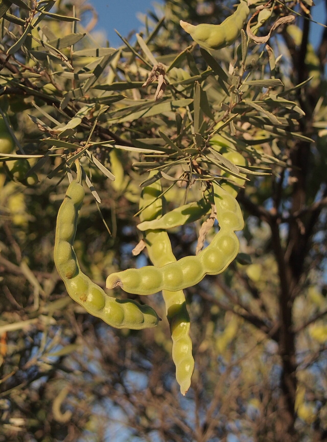 Acacia cuthbertsonii: Acacia cuthbertsonii legumes