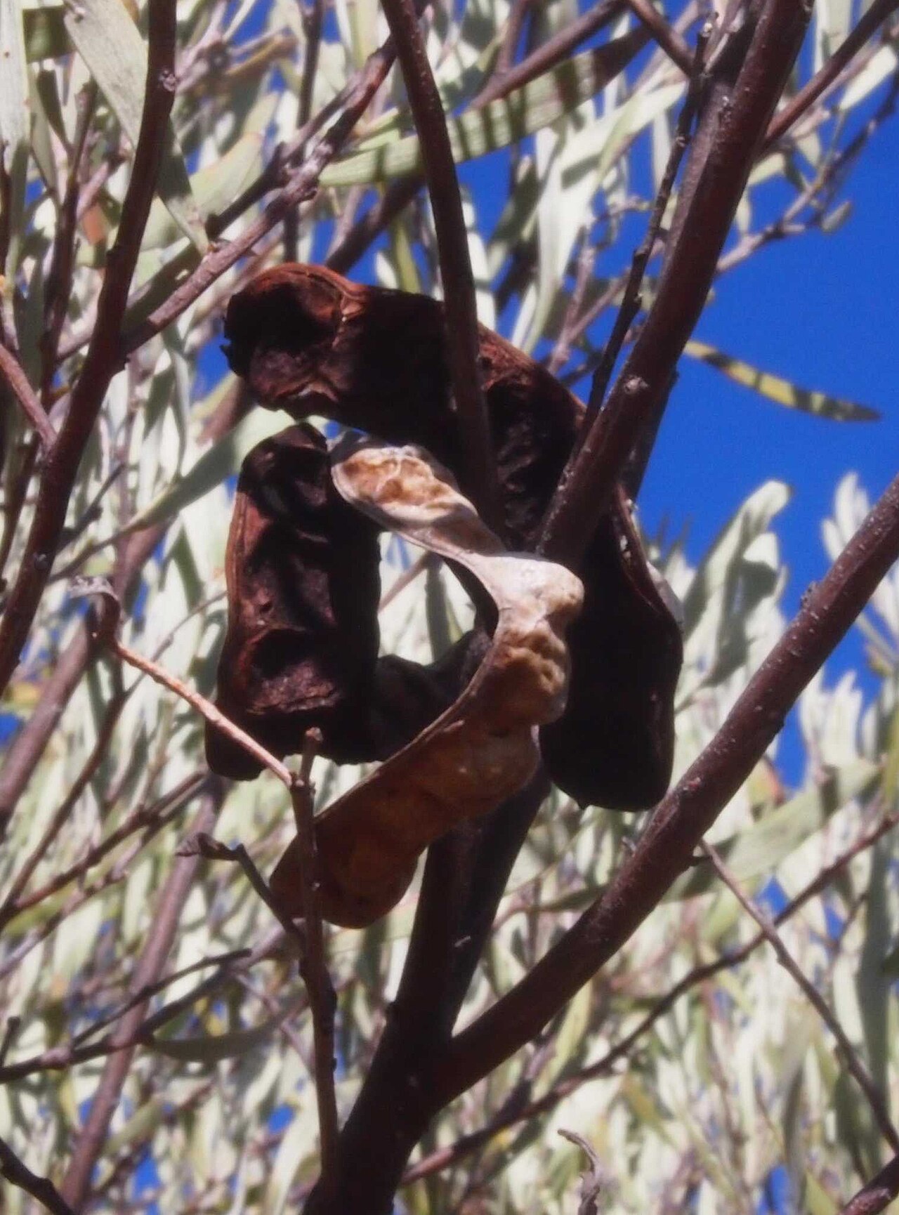 Acacia cuthbertsonii: Acacia cuthbertsonii pods