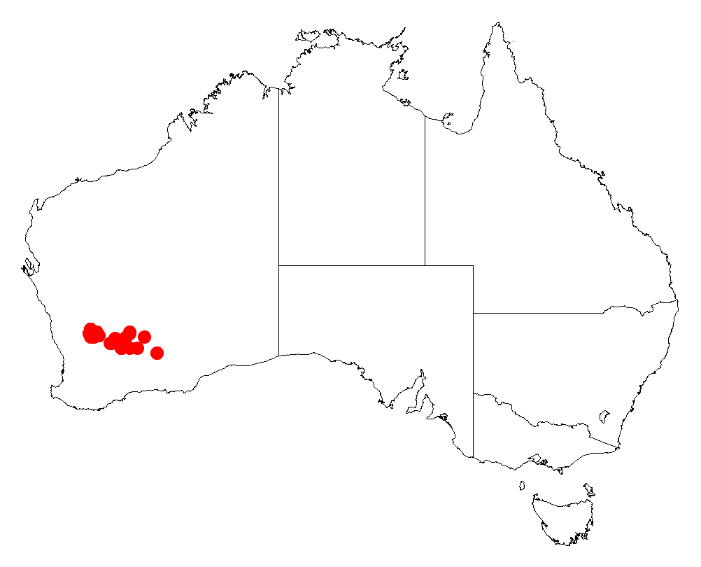 Acacia cylindrica: Acacia cylindrica occurrence data from Australasian Virtual Herbarium downloaded from https://doi.org/10.26197/5c06138894b on December 8 2018