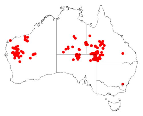 Creekline miniritchie: Acacia cyperophylla occurrence data from Australasian Virtual Herbarium downloaded from https://doi.org/10.26197/5c06138894b on December 8 2018