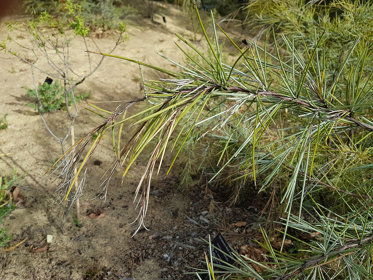 Creekline miniritchie: Acacia cyperophylla var. omearana