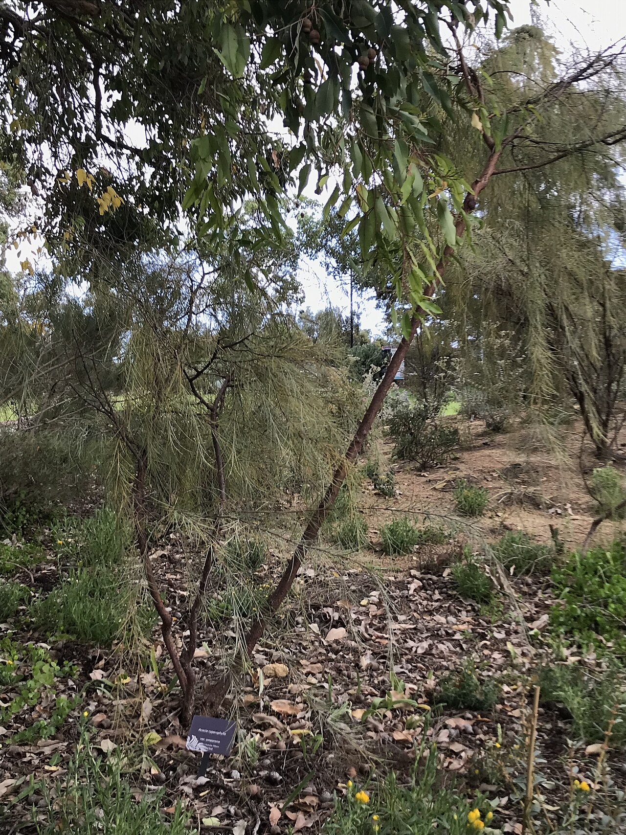Creekline miniritchie: Acacia cyperophylla in Kings Park WA