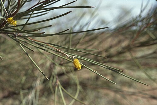 Creekline miniritchie: Acacia cyperophylla 14 km north of Innamincka, South Australia
