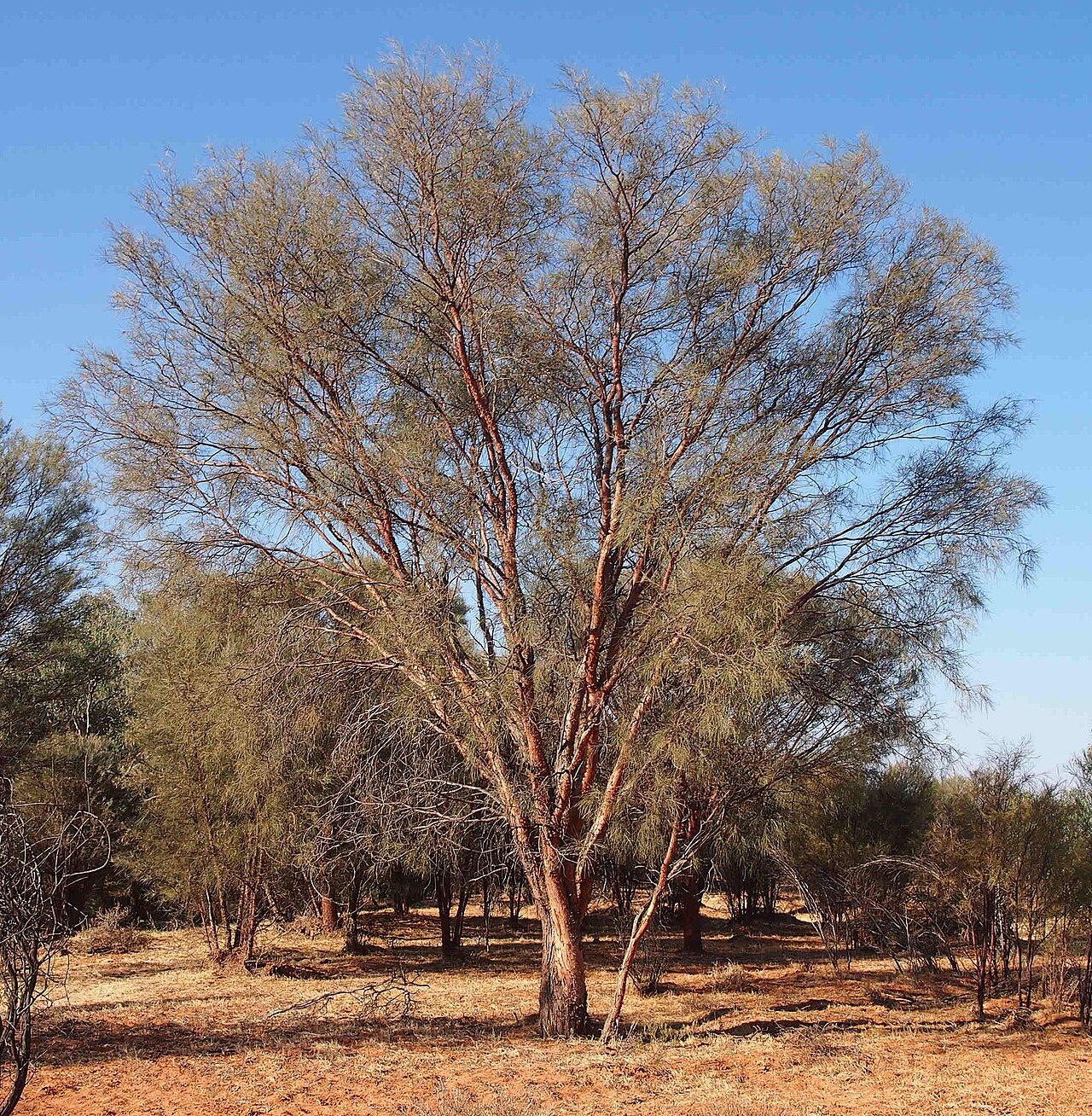 Creekline miniritchie: Acacia cyperophylla habit