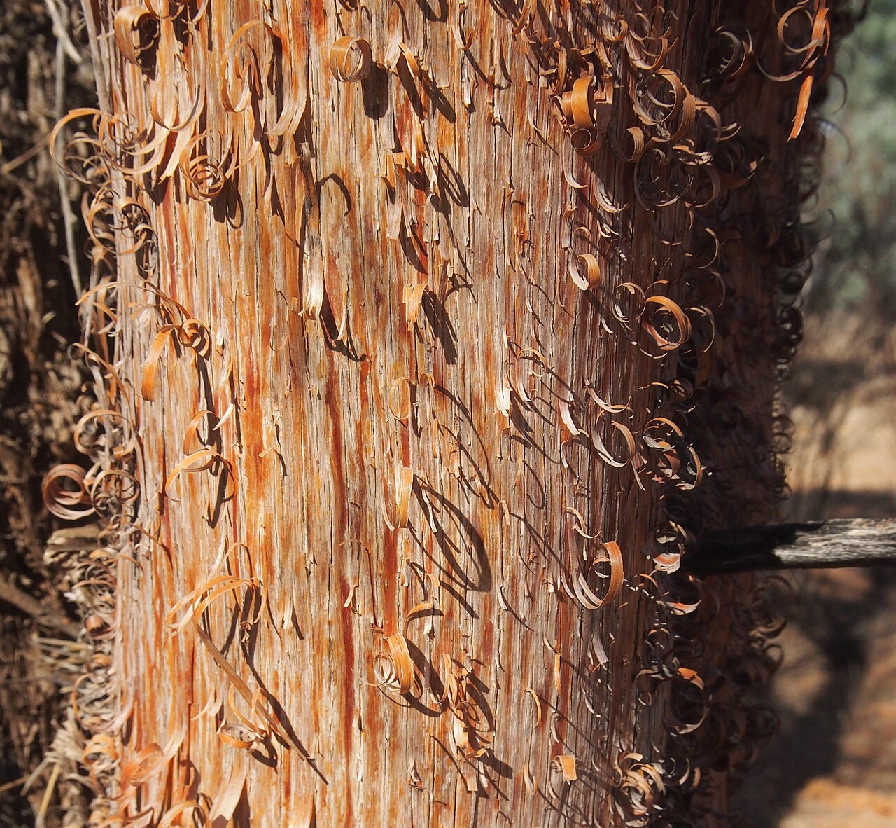 Creekline miniritchie: Acacia cyperophylla bark