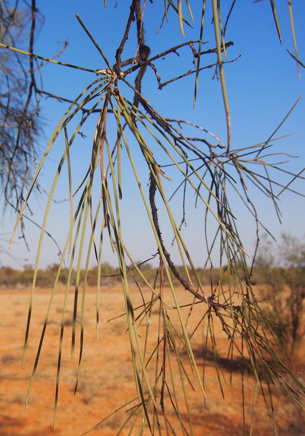 Creekline miniritchie: Acacia cyperophylla foliage