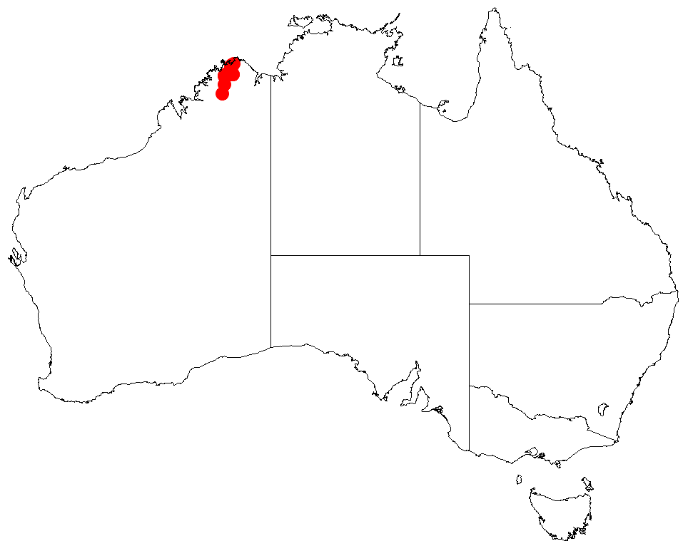 Acacia dacrydioides: Acacia dacrydioides occurrence data from Australasian Virtual Herbarium downloaded from https://doi.org/10.26197/5c0b1388984eb on 8 December 2018