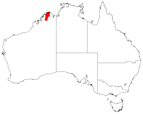Acacia dacrydioides: Acacia dacrydioides occurrence data from Australasian Virtual Herbarium downloaded from https://doi.org/10.26197/5c0b1388984eb on 8 December 2018