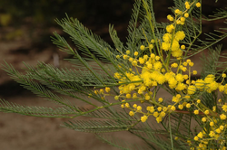 Acacia dangarensis: Acacia dangarensis growing in the Australian National Botanic Garden