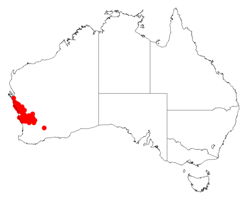 Acacia daphnifolia: Acacia daphnifolia occurrence data from Australasian Virtual Herbarium downloaded from https://doi.org/10.26197/5c0b1388984eb on 8 December 2018