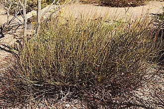 Acacia daviesioides: Acacia daviesioides in the Australian National Botanic Gardens