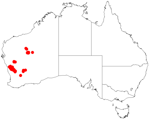 Acacia daviesioides: Acacia daviesioides occurrence data from Australasian Virtual Herbarium downloaded from https://doi.org/10.26197/5c0b1388984eb on 8 December 2018