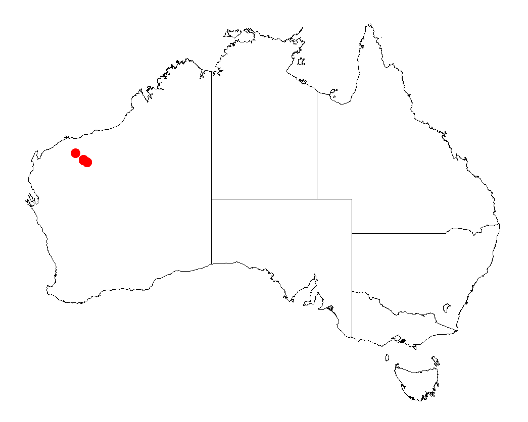 Acacia daweana: Acacia daweana occurrence data from Australasian Virtual Herbarium downloaded from https://doi.org/10.26197/5c0b1388984eb on 8 December 2018