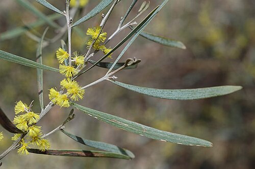 Acacia dawsonii: Acacia dawsonii in the Australian National Botanic Gardens