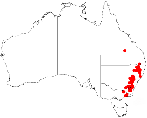 Acacia dawsonii: Acacia dawsonii occurrence data from Australasian Virtual Herbarium downloaded from https://doi.org/10.26197/5c0b1388984eb on 8 December 2018. On 29 February 20